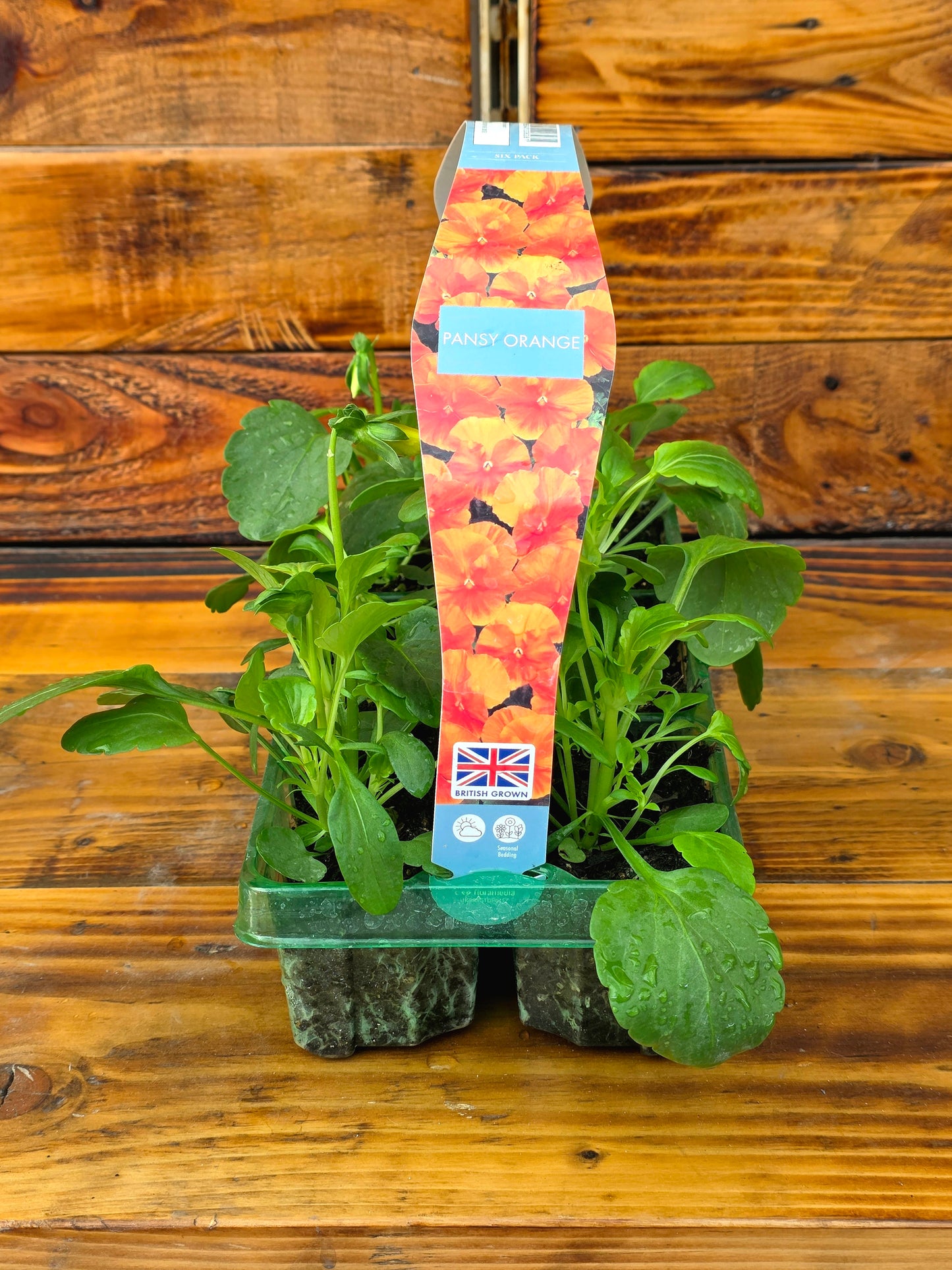 Plants in a transparent pot with a decorative label on a wooden surface
