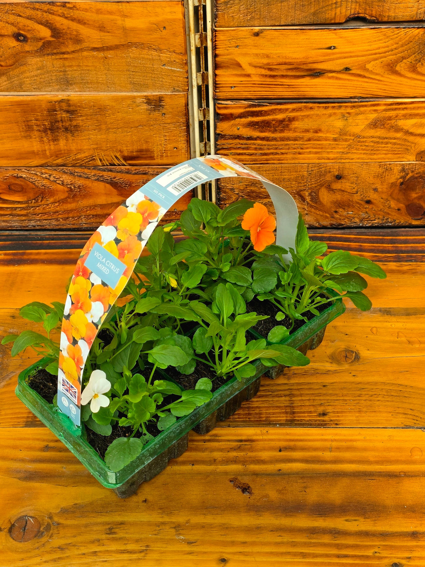 Plastic tray with small plants on a wooden surface