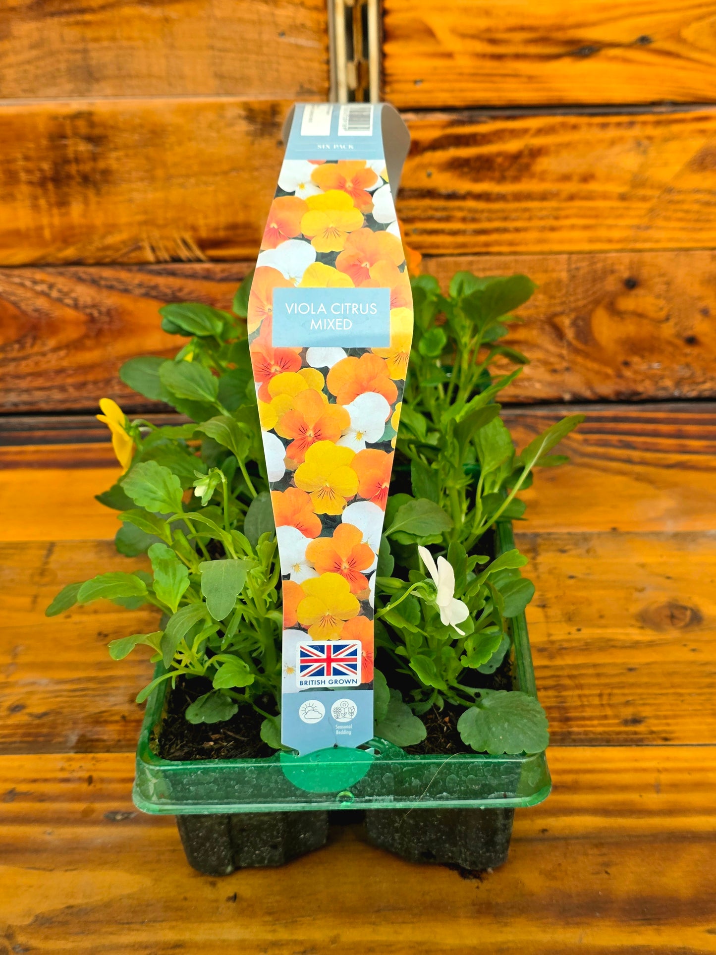 Plants in a pot with a colorful label on a wooden surface