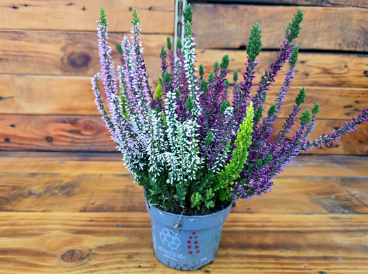 Potted plant with purple and green flowers on a wooden surface