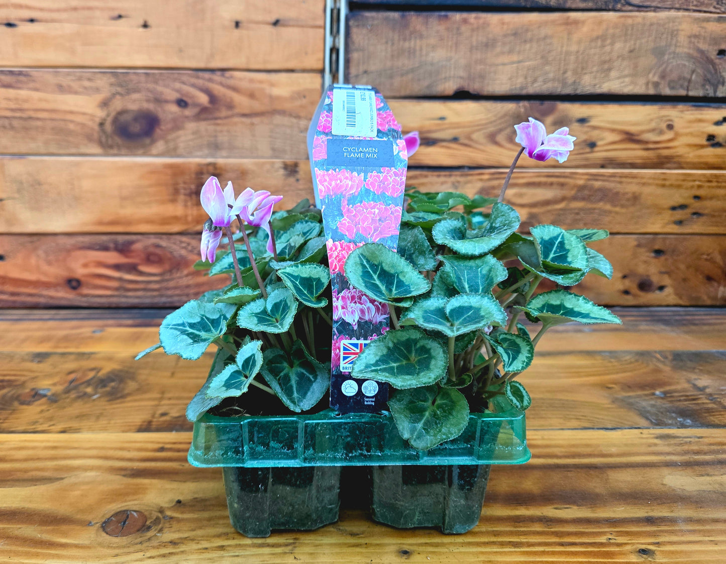 Potted plants in a clear plastic tray against a wooden background