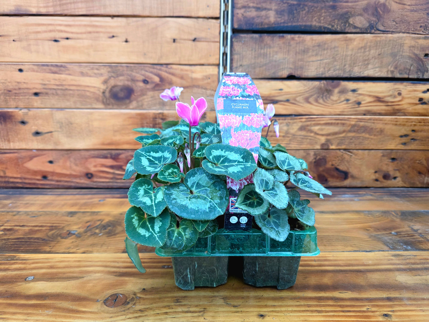 Potted plants in a clear plastic tray against a wooden background