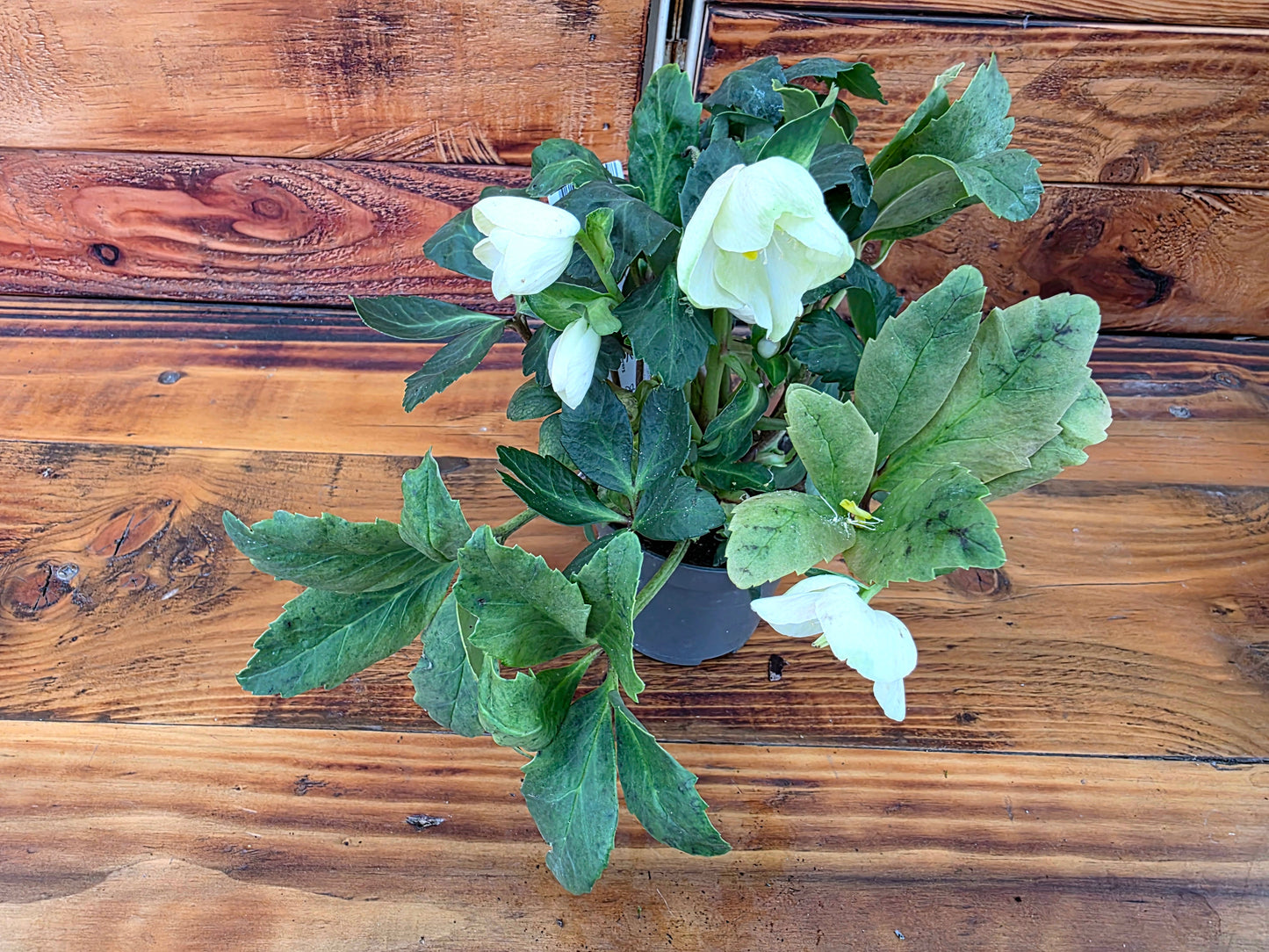 Faux plant with white flowers and green leaves on a wooden surface