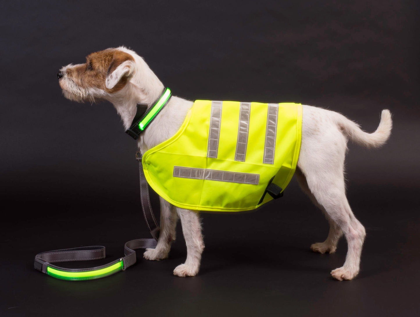 Dog wearing a bright yellow reflective vest on a black background