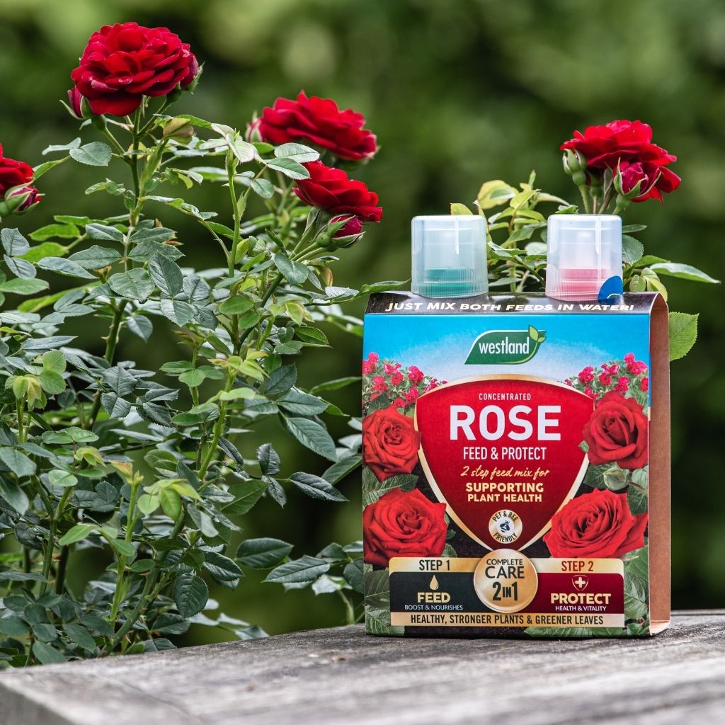Westland Rose Feed & Protect packaging with red roses in the background