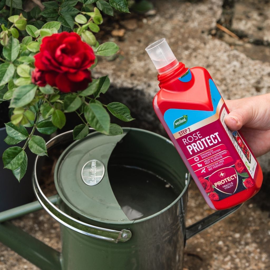 Hand holding a bottle of 'Rose Protect' next to a red rose and green watering can.