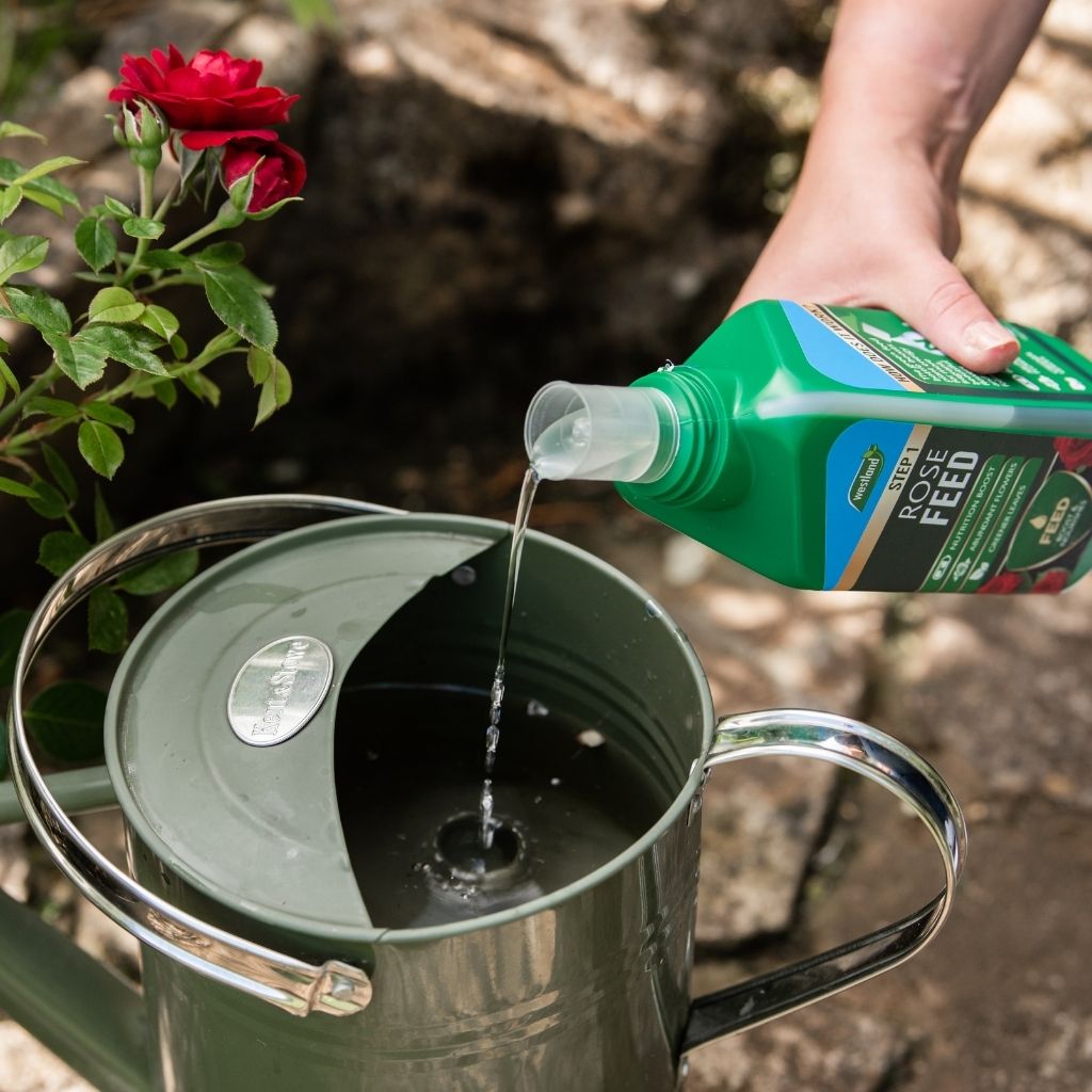 Person pouring liquid from a green bottle into a metal container with a red rose in the background.