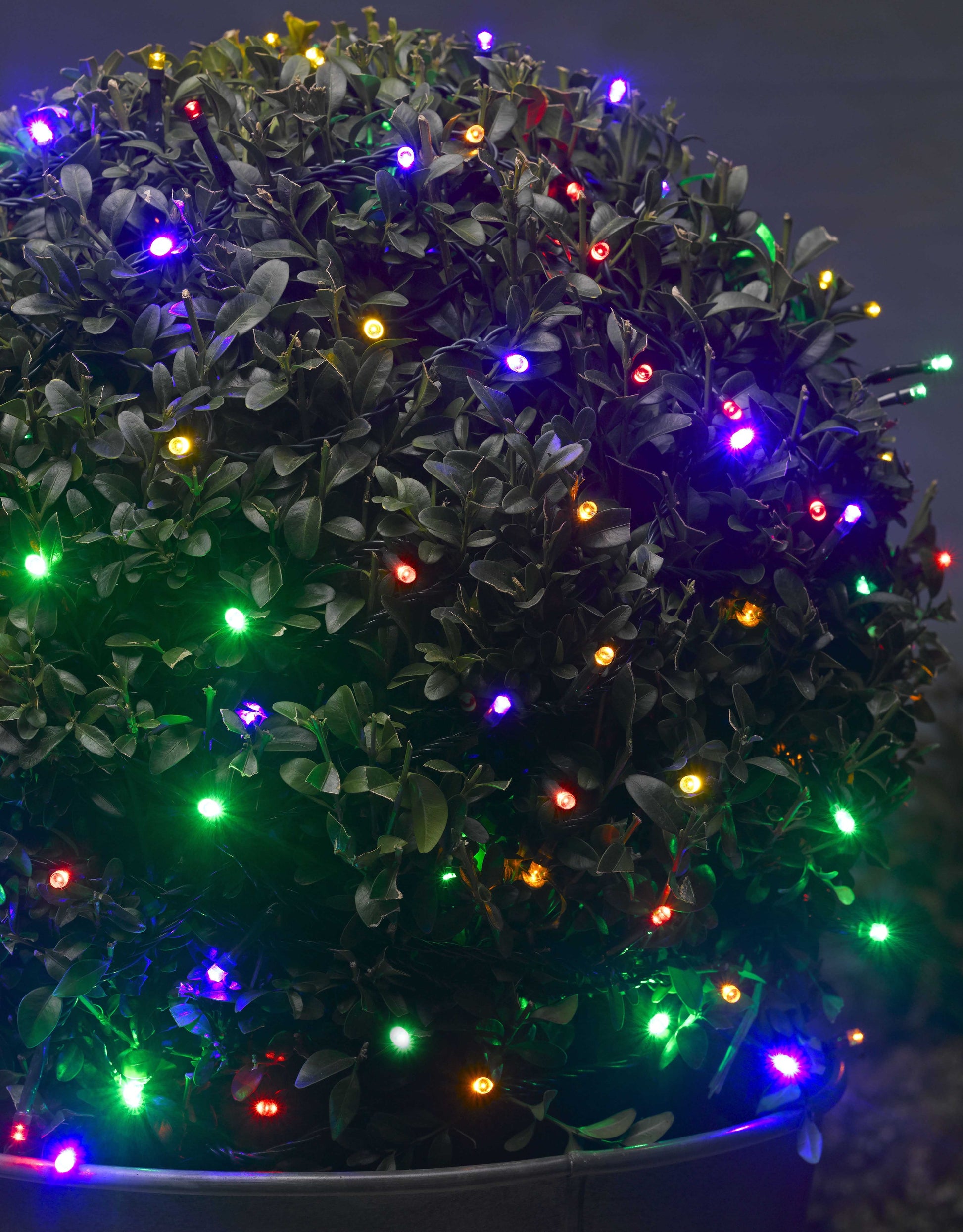 Decorative plant with colorful string lights against a dark background