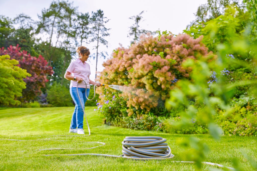 Woman watering large flowering shrubs with coiled garden hose and spray nozzle | UK summer garden maintenance and watering