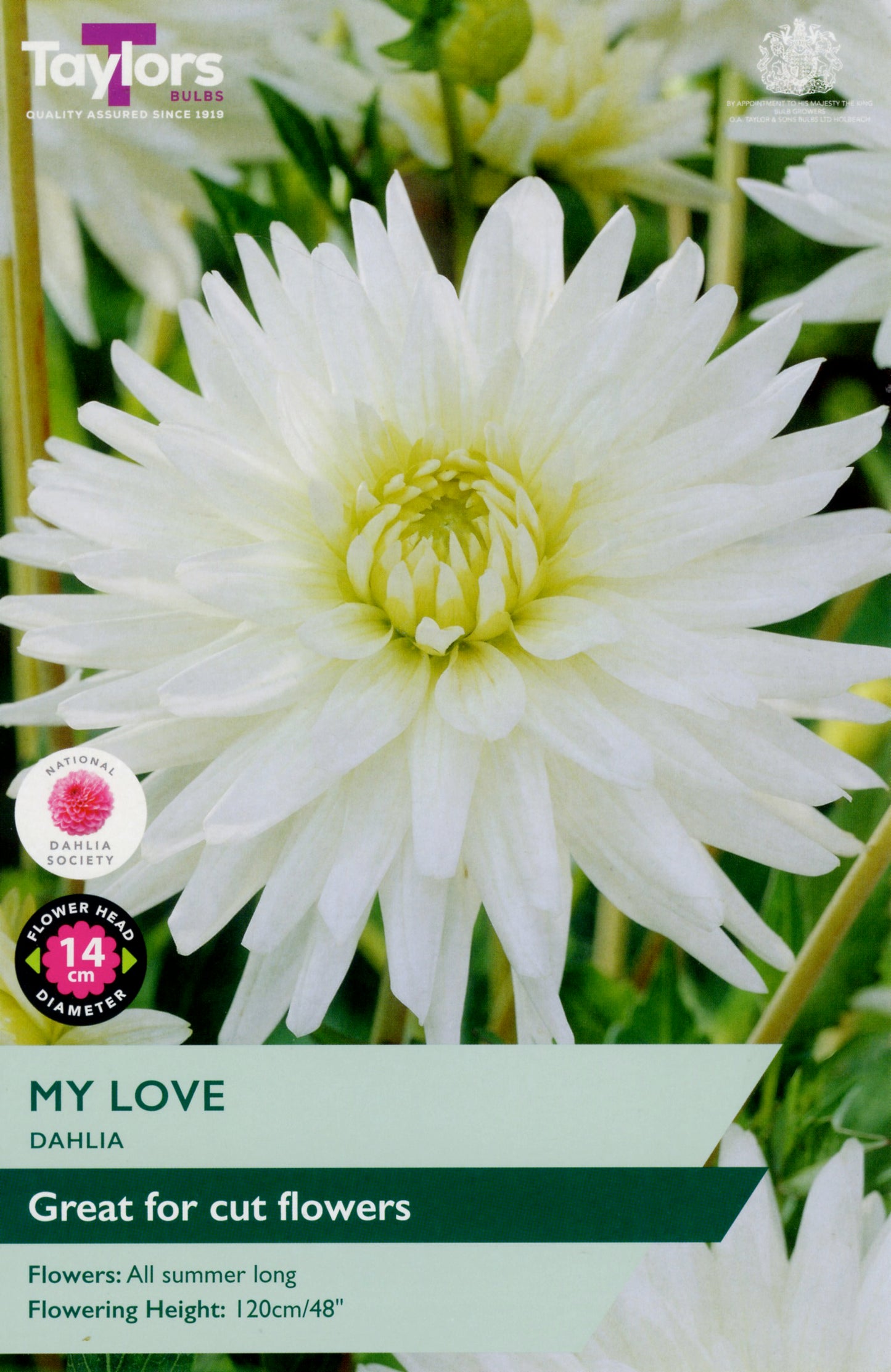 White dahlia flower with 'My Love' label and Taylor's Bulbs branding.