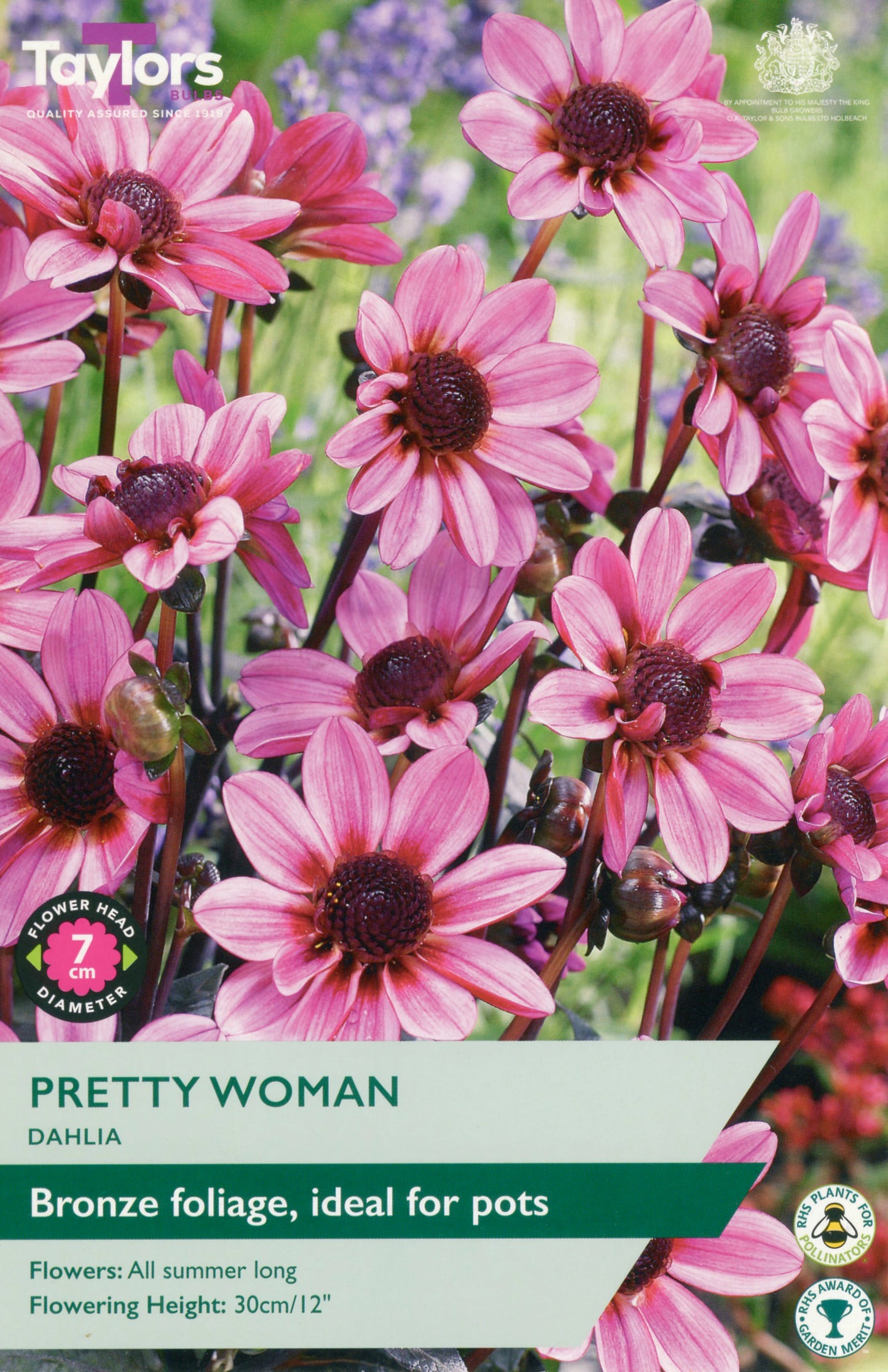 Packaging of Taylors Seeds Pretty Woman Dahlia with pink flowers and branding.