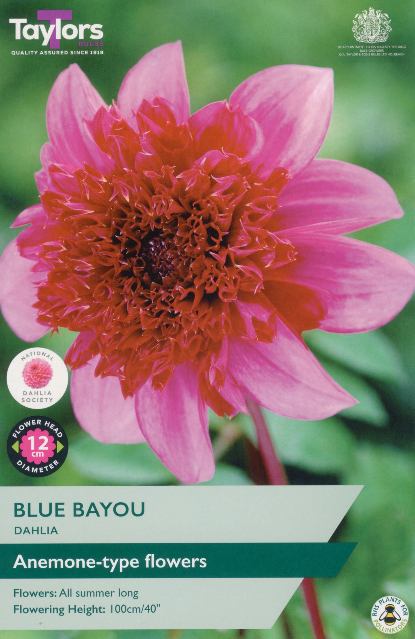 Dahlia flower with 'Blue Bayou' label on a green background