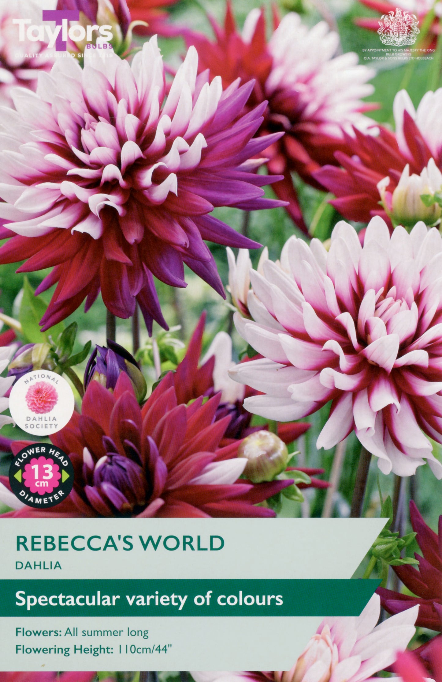 Dahlia flowers with packaging labeled 'Rebecca's World' and 'Taylor's Bulbs'.