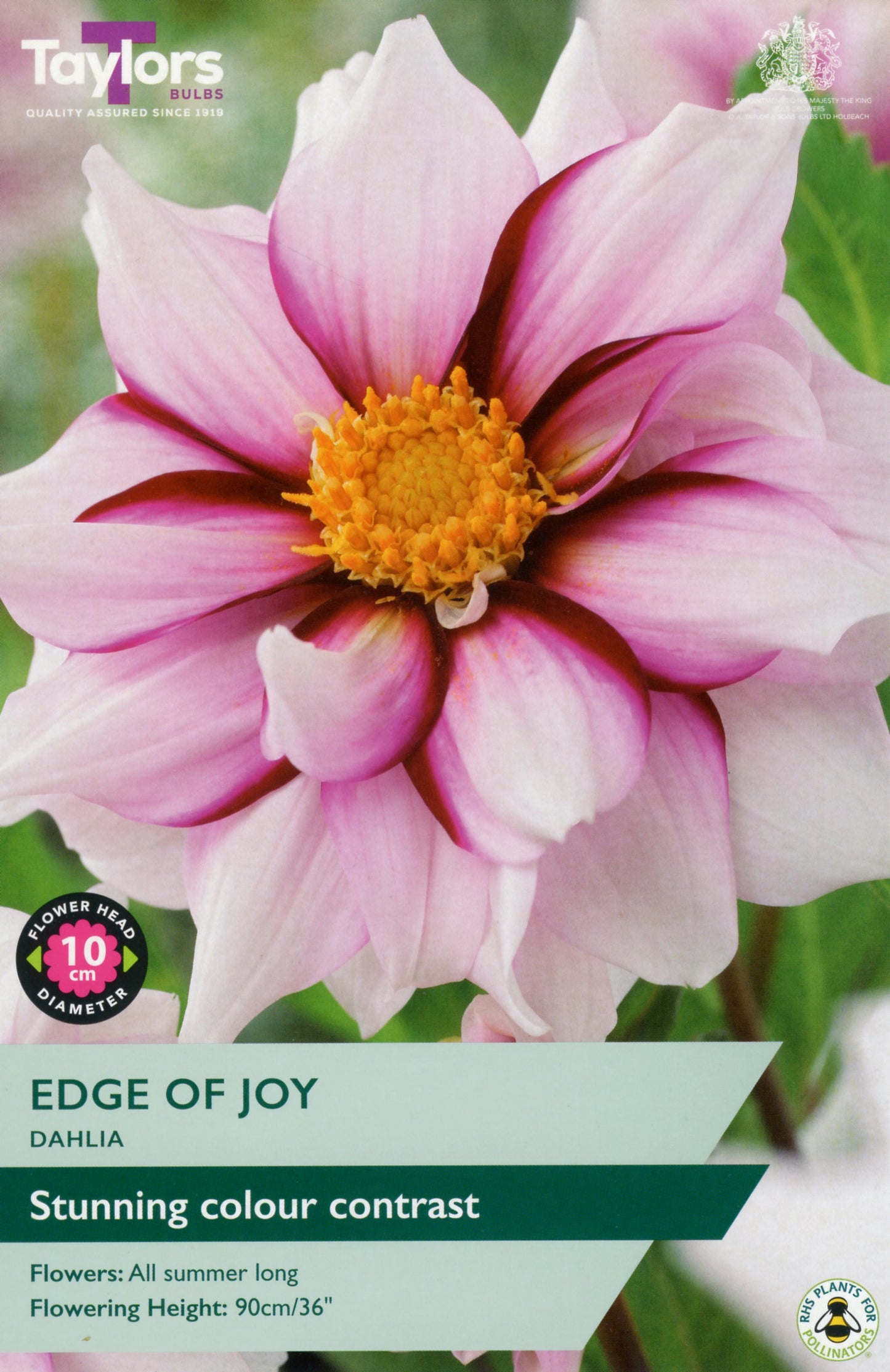 Dahlia flower with 'Edge of Joy' label and Taylor's Bulbs branding.