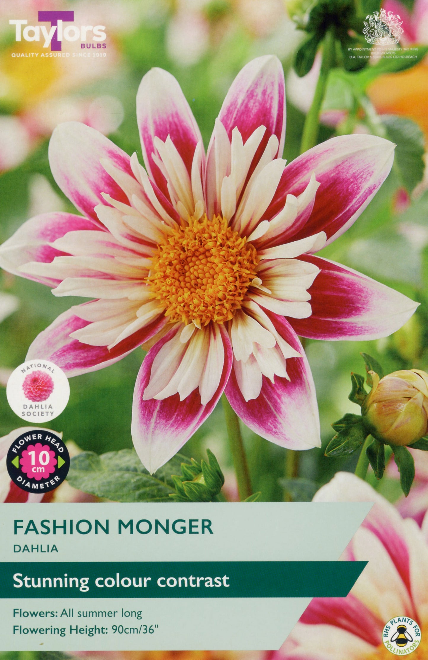 Taylors Bulbs Fashion Monger Dahlia 1 Pack Bulbs