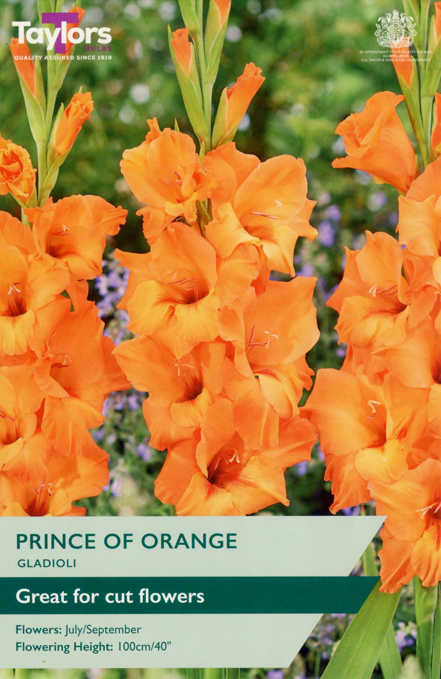 Orange gladiolus flowers with 'Taylors' branding and product information.