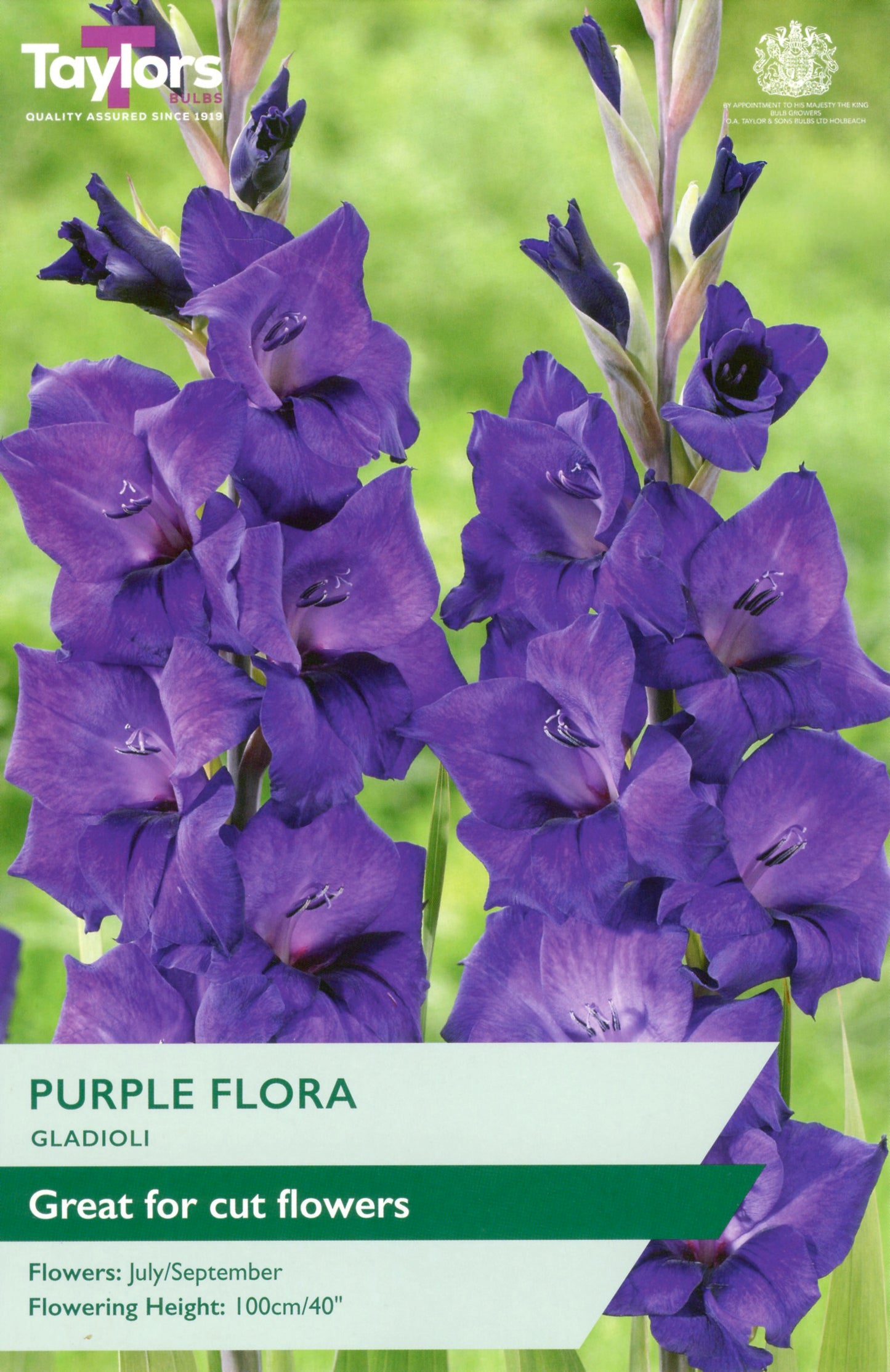Purple gladiolus flowers with a label indicating 'Purple Flora' and 'Taylor's' branding.