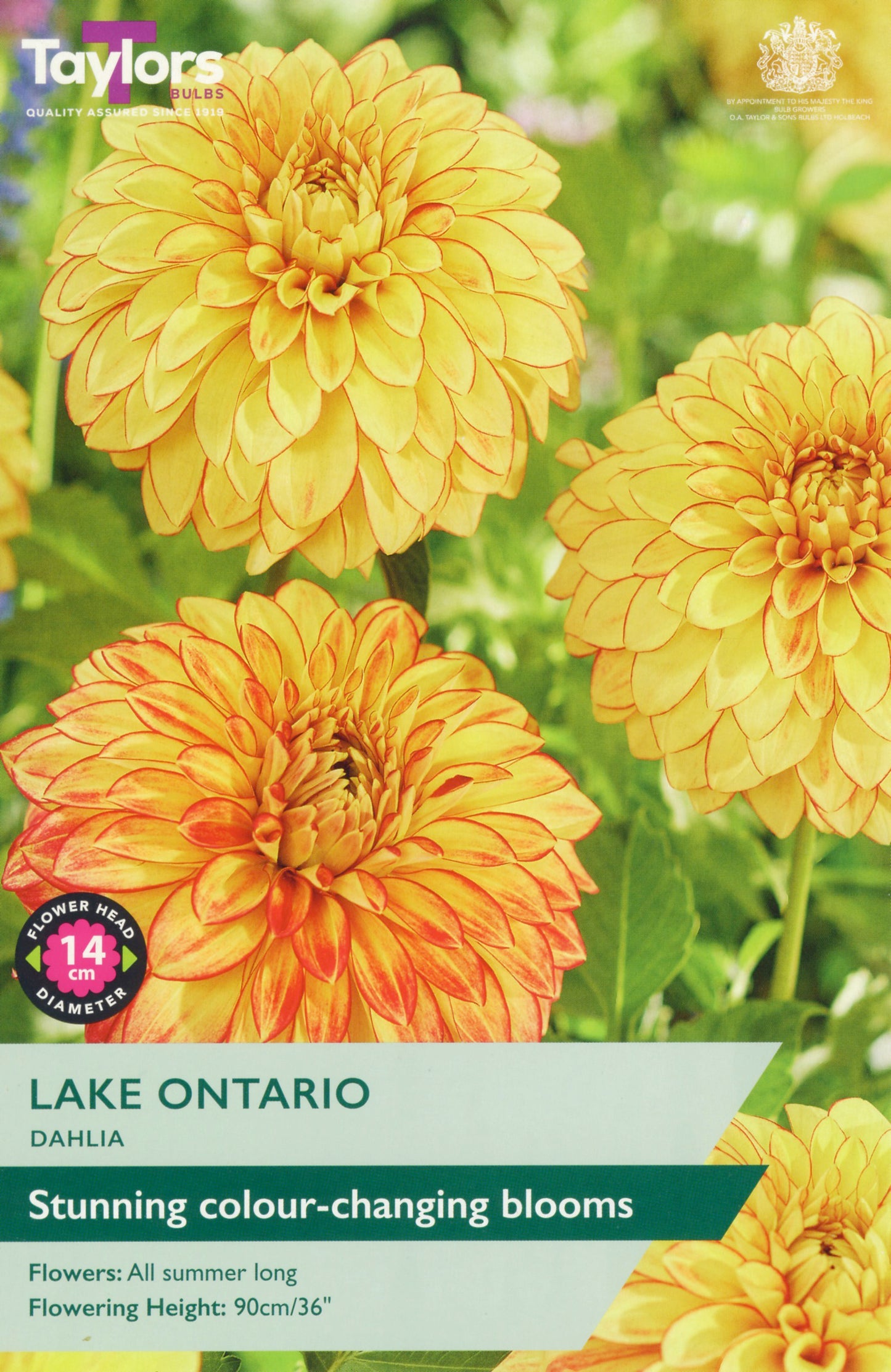 Yellow dahlia flowers with a label indicating 'Lake Ontario' variety from Taylors Bulbs.