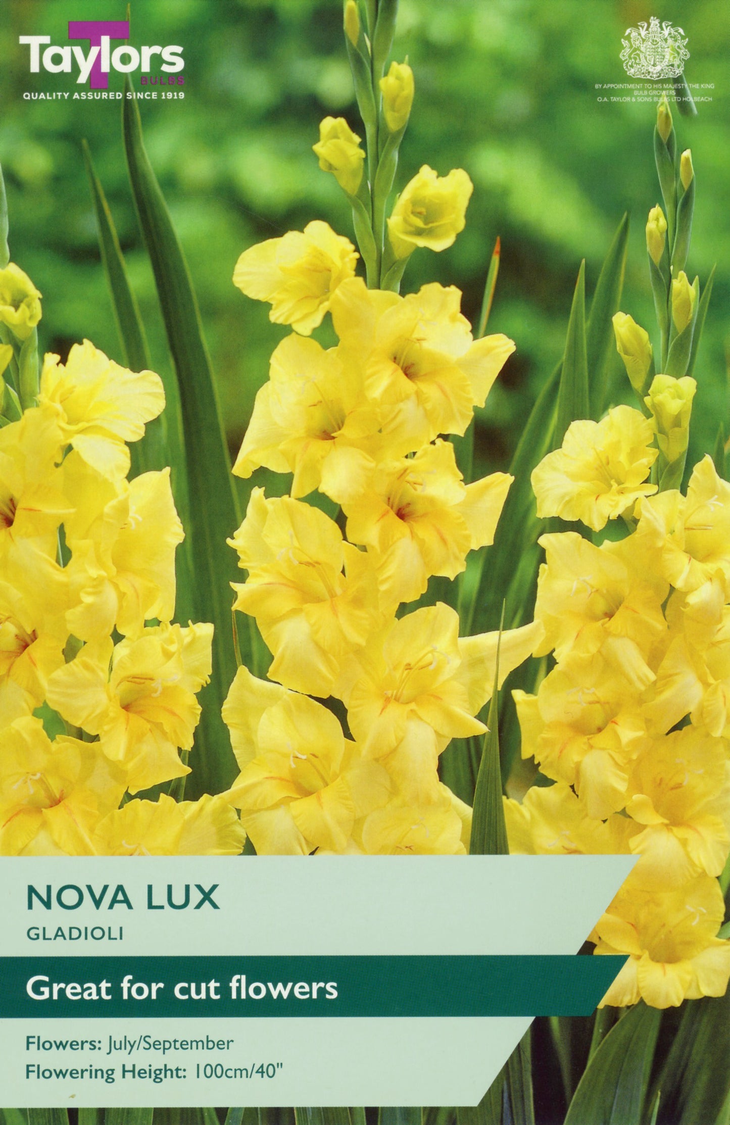 Yellow gladiolus flowers with Taylor's branding and product information.
