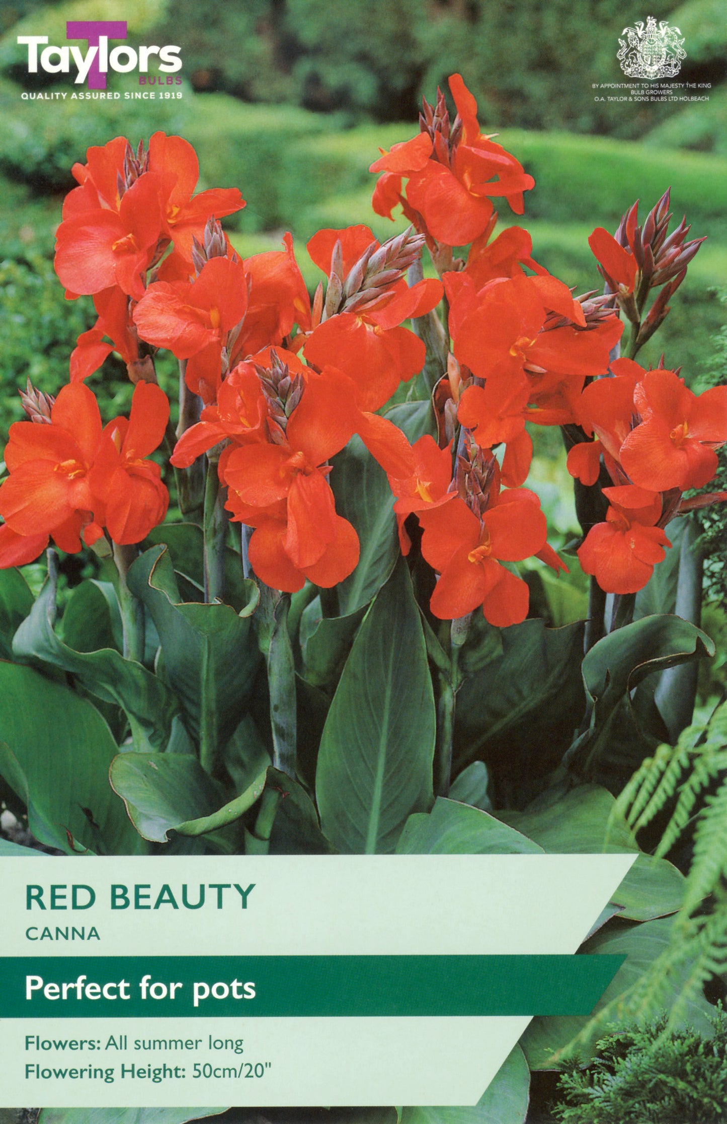 Red canna flowers with packaging text and Taylor's logo