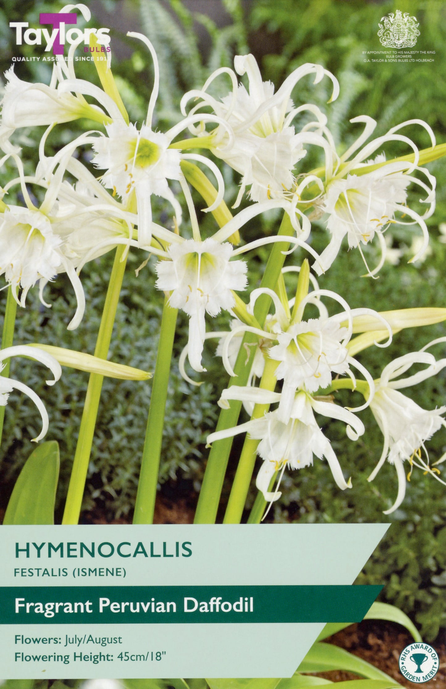 Package of Hymenocallis Festalis with white flowers and green text.