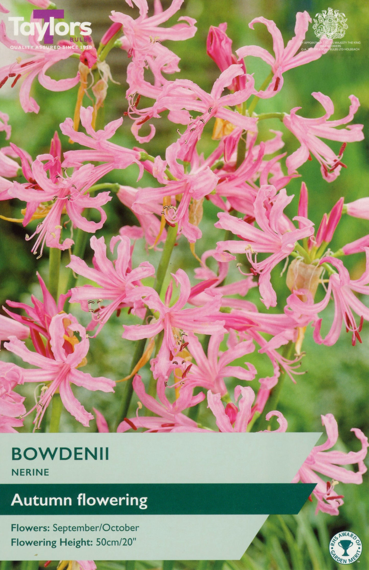 Nerine bowdenii flowers with a label indicating autumn flowering and other details.