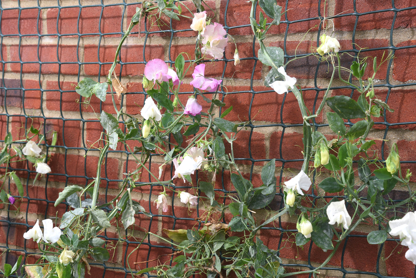 Flowering plant with white and pink flowers against a brick wall.