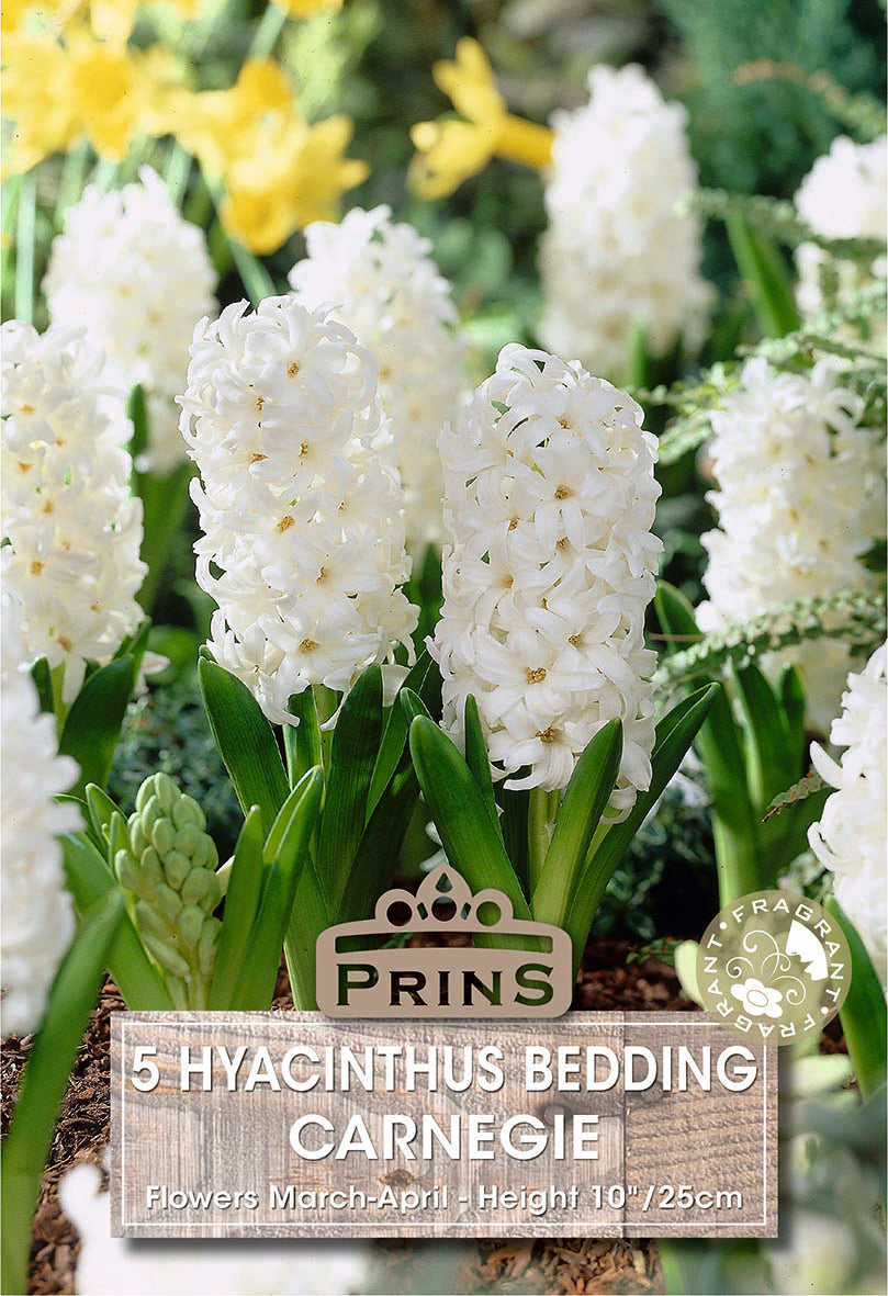 White hyacinth flowers with a Prins label in a garden setting