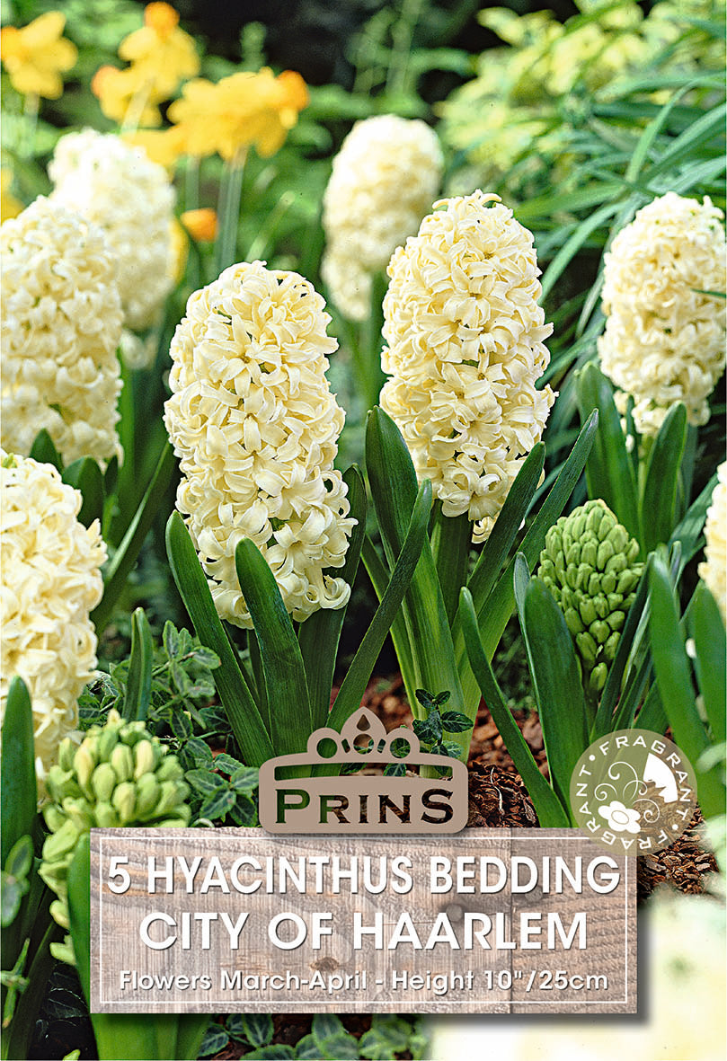 Hyacinth flowers with a Prins label in a garden setting