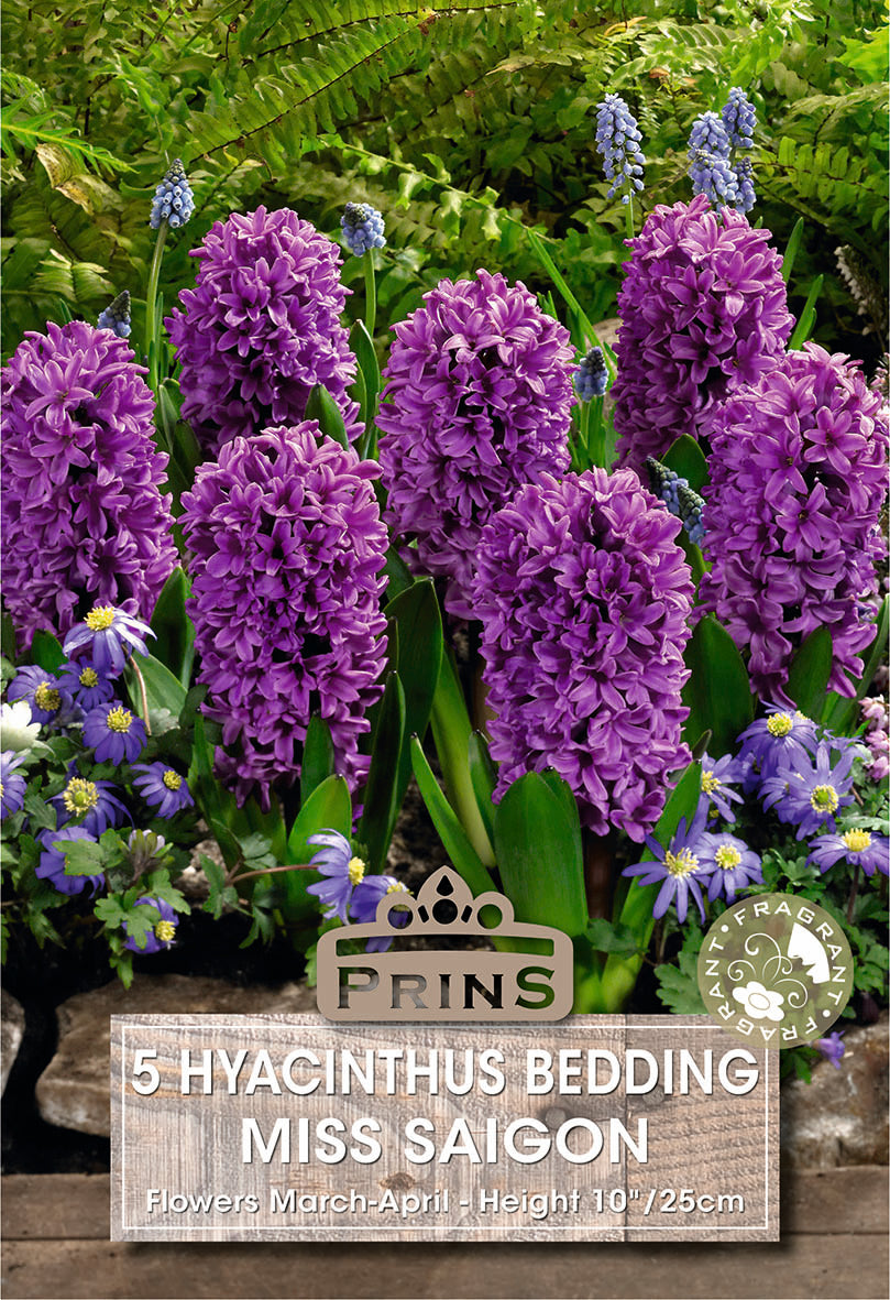 Purple hyacinth flowers with a 'Prins' sign in a garden setting
