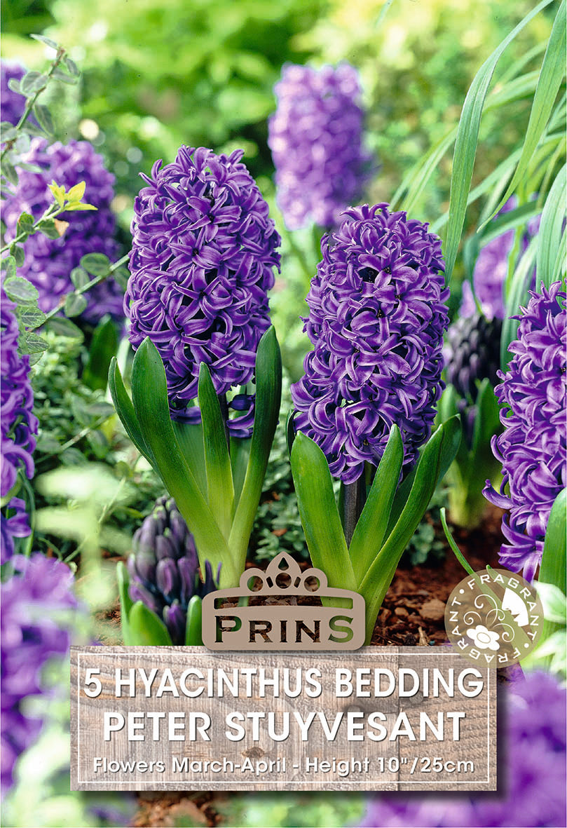 Blue hyacinth flowers with a 'Prins' label in a garden setting