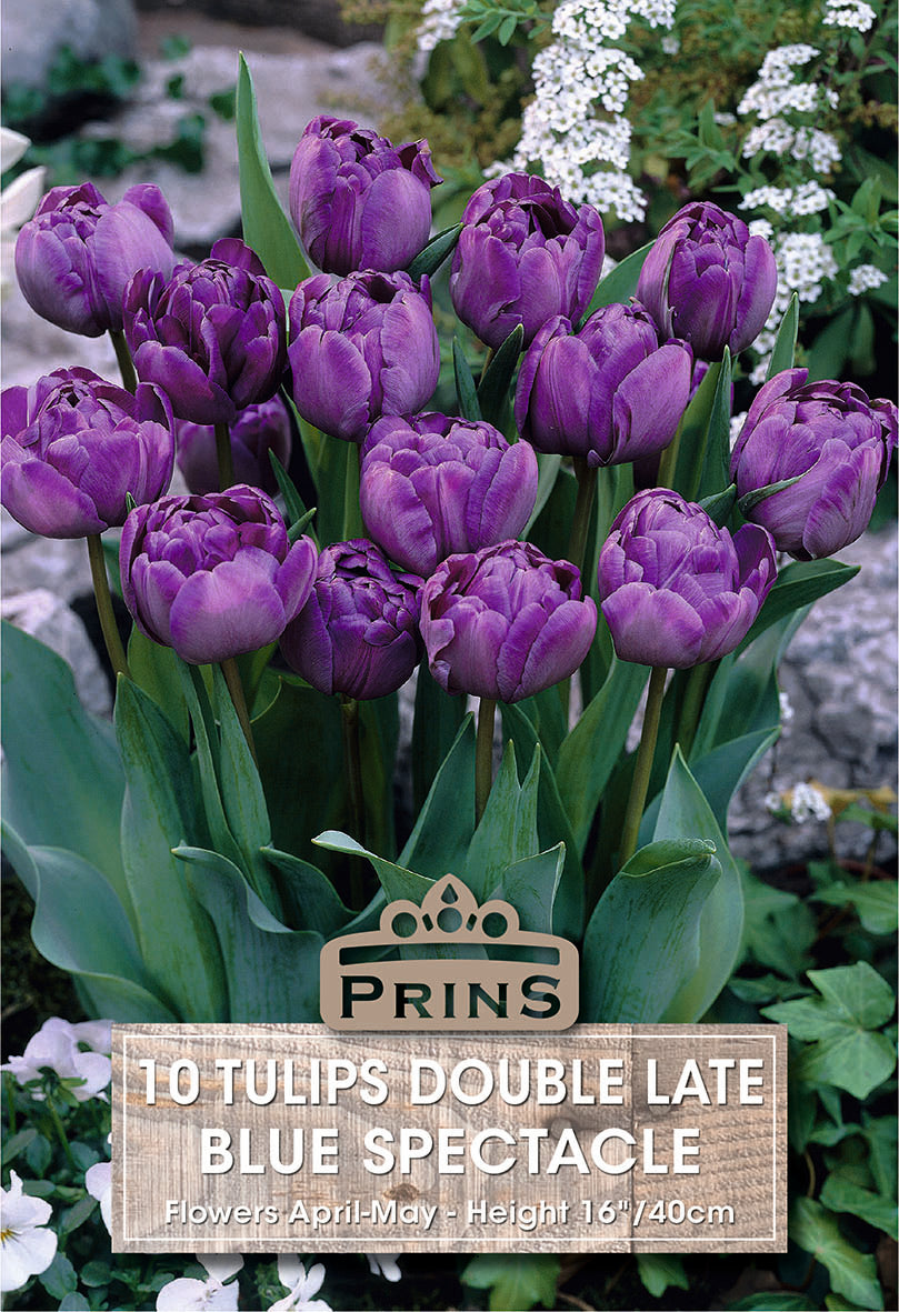Prins Tulips Double Late Blue Spectacle 10 Pack Bulbs
