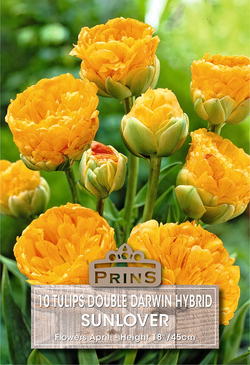 Prins Tulips Double Darwin Hybrid Sunlover 10 Pack Bulbs