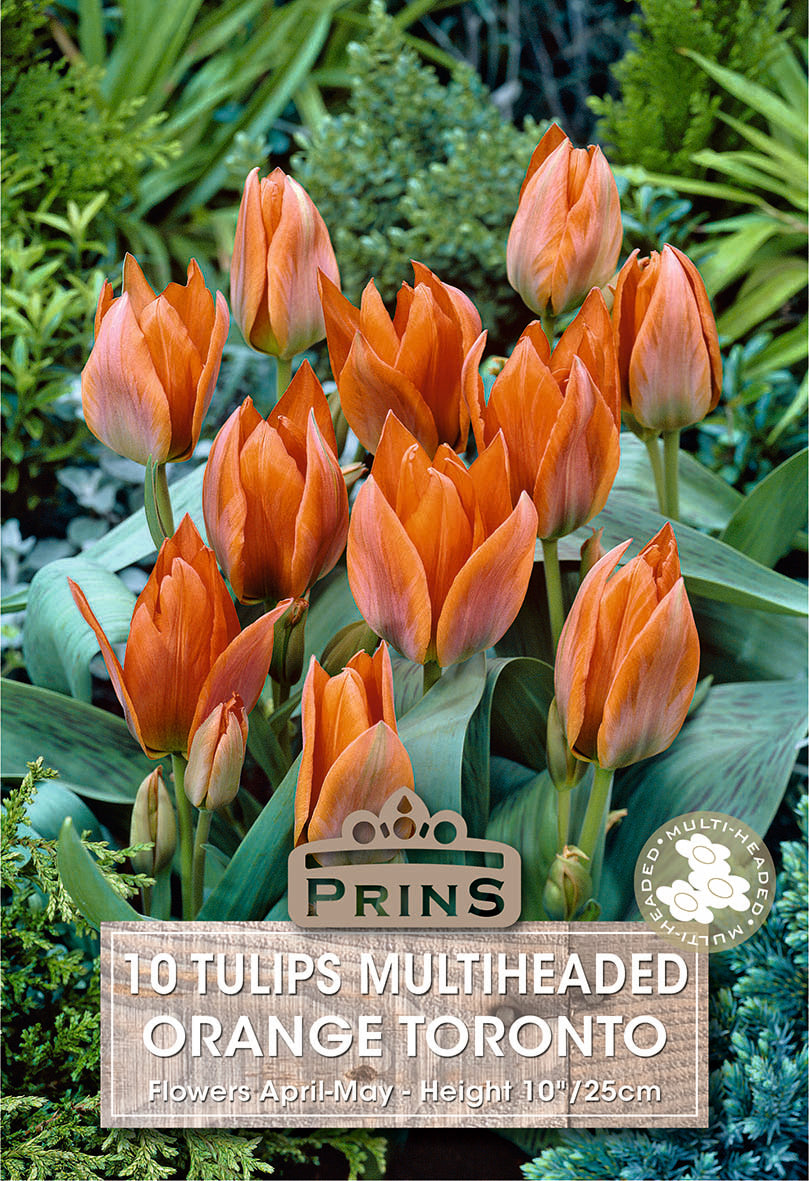 Prins Tulips Multiheaded Orange Toronto 10 Pack Bulbs