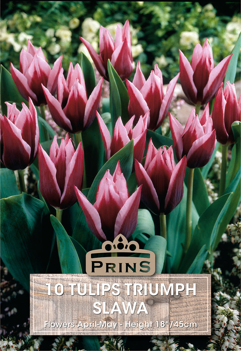 Prins Tulips Triumph Slawa 10 Pack Bulbs