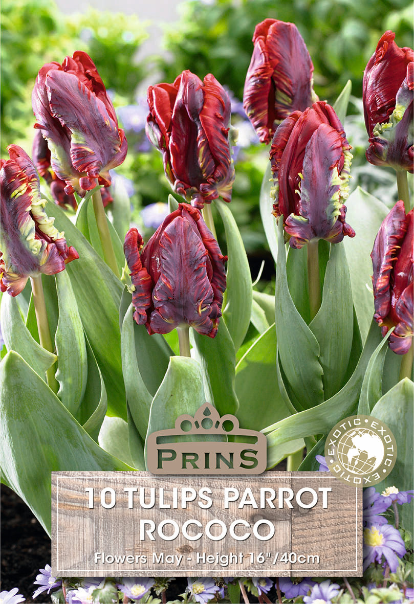 Packaging of Tulips Parrot Rococo with purple tulips and green leaves.