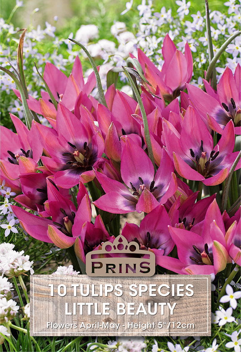 Purple tulips with a 'Prins' sign in a garden setting