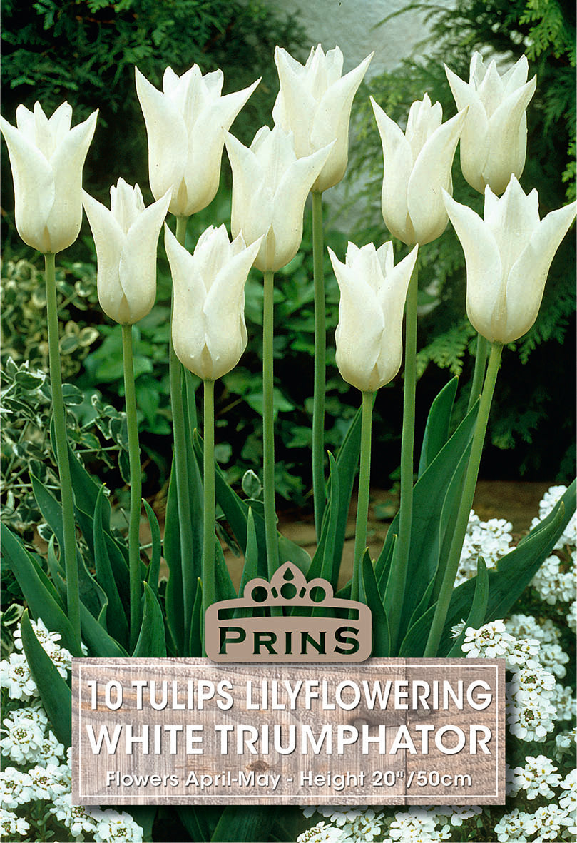 White tulips with a Prins label in a garden setting