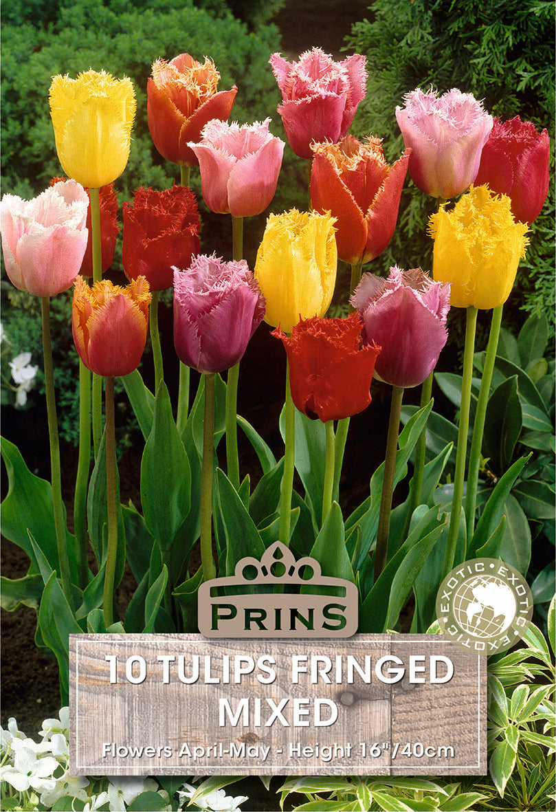 Colorful tulips with a Prins label on a green background