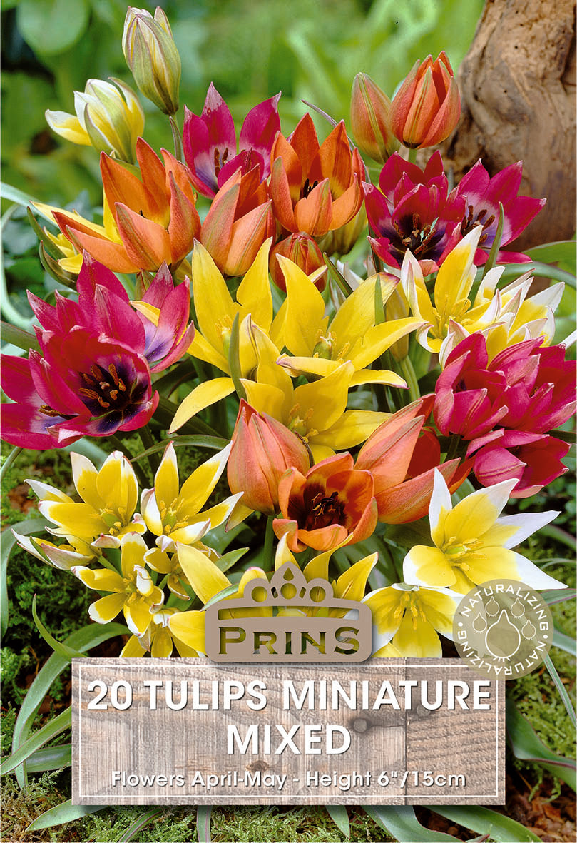 Prins Tulips Miniature Mixed 20 Pack Bulbs