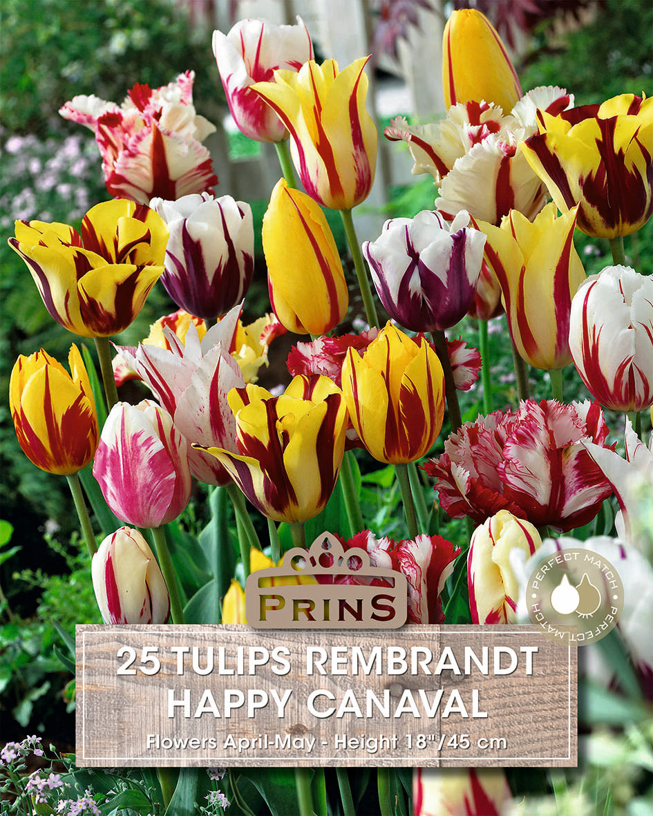 Prins Tulips Rembrandt Happy Canaval 25 Pack Bulbs