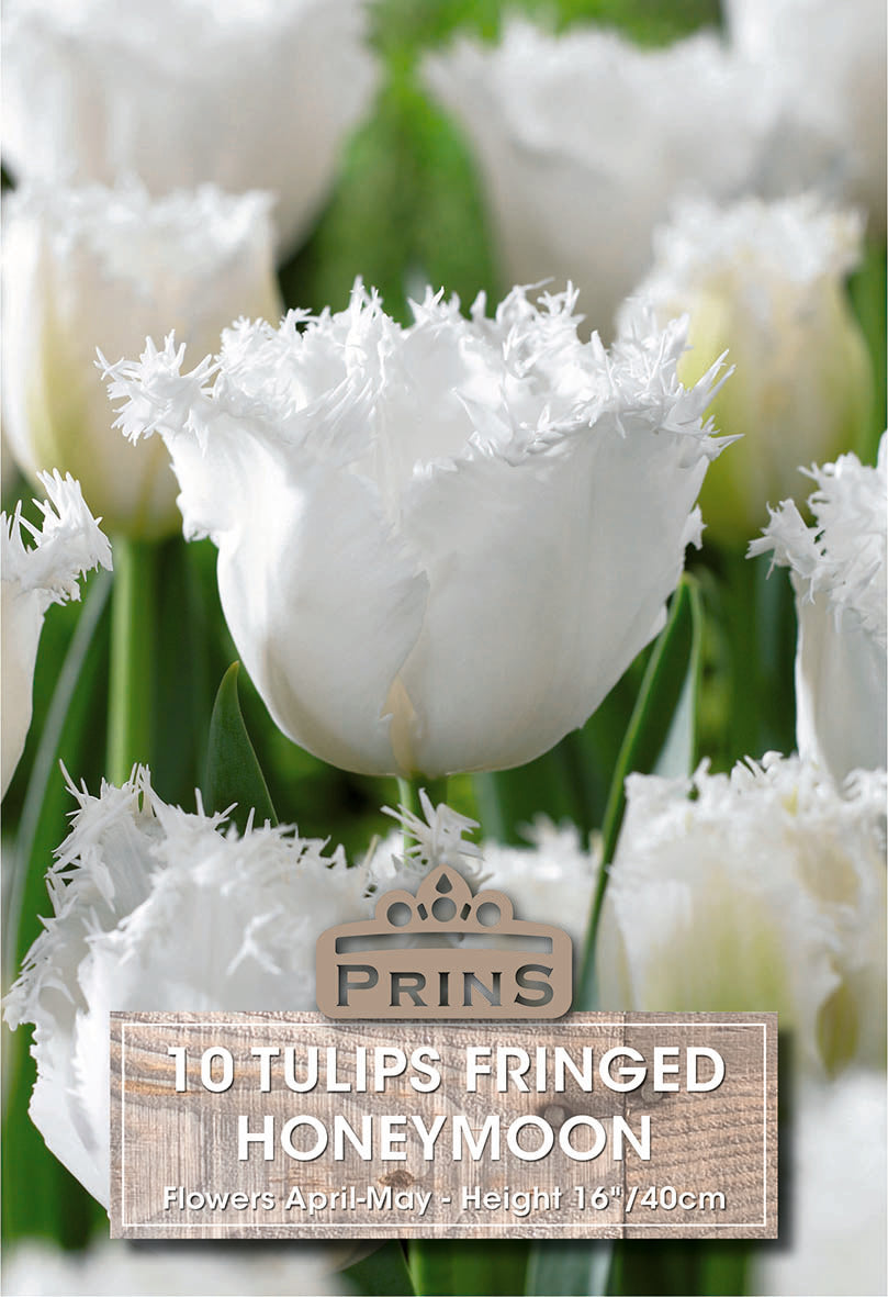 Prins Tulips Fringed Honeymoon 10 Pack Bulbs