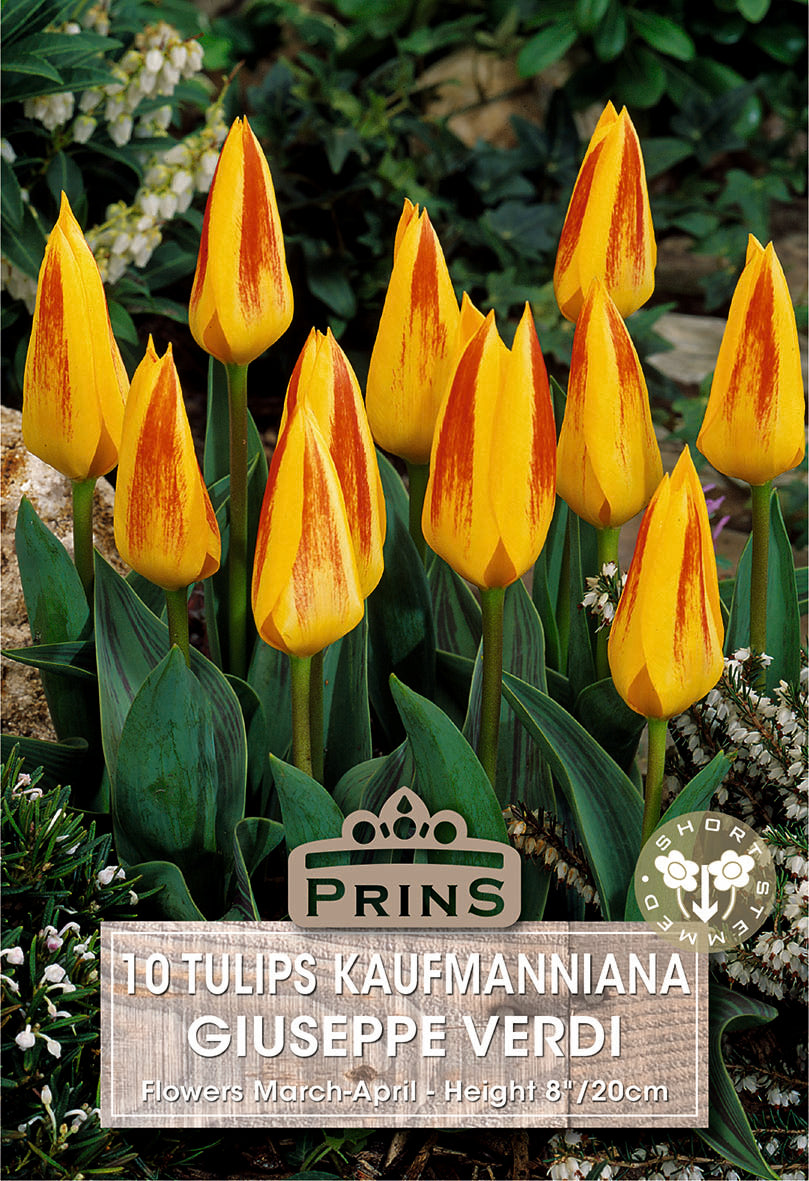 Orange and yellow tulips with Prins branding on a natural background