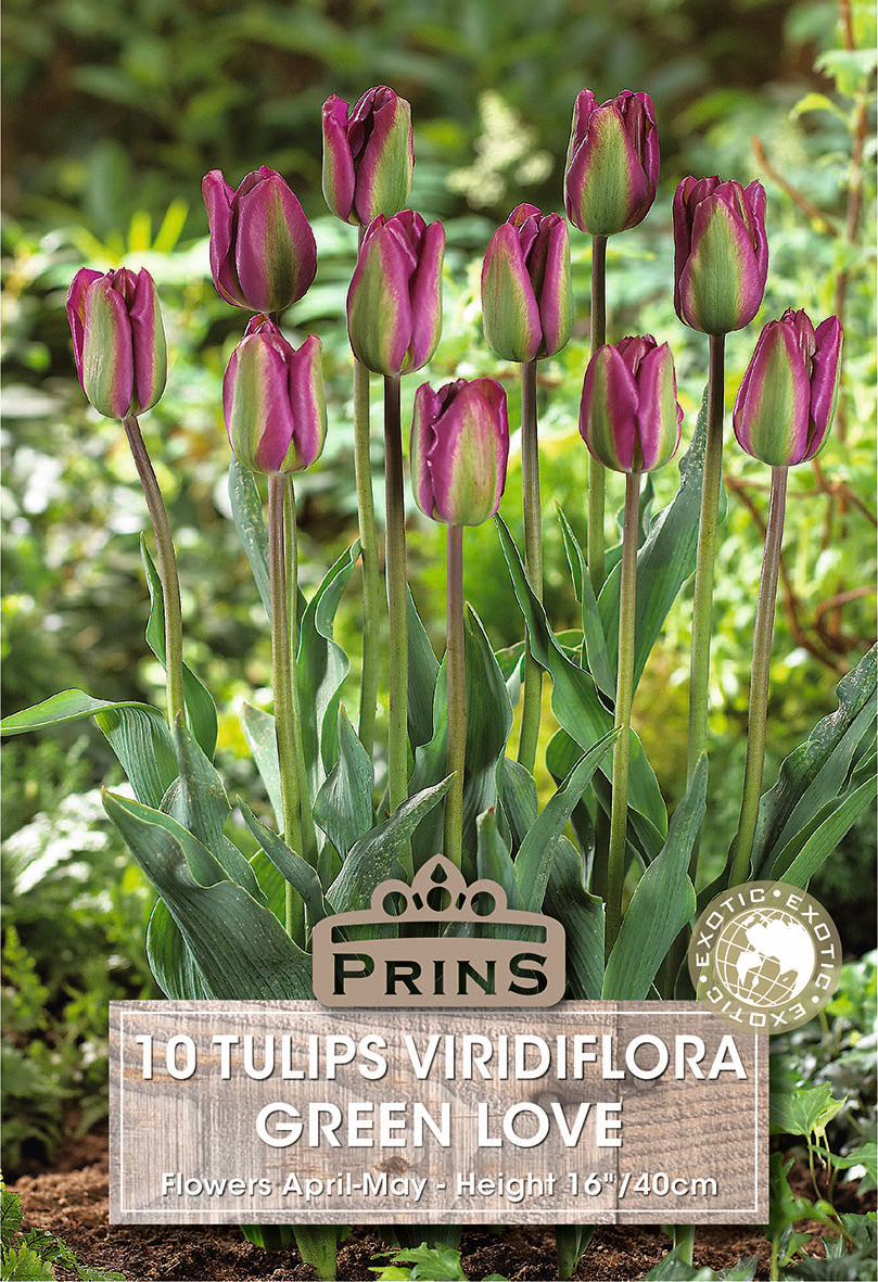 Purple tulips with green leaves on a natural background, featuring the brand 'Prins'.