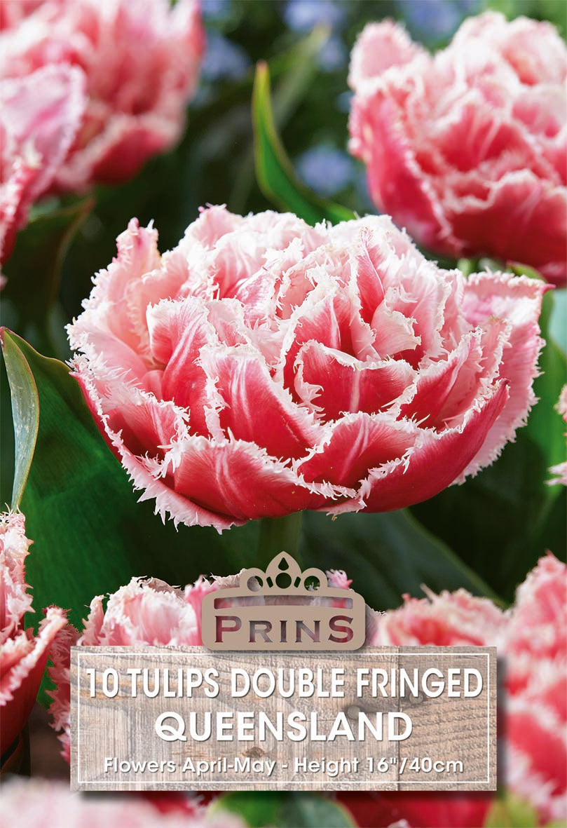 Close-up of pink double fringed tulips with 'Prins' branding and product details.