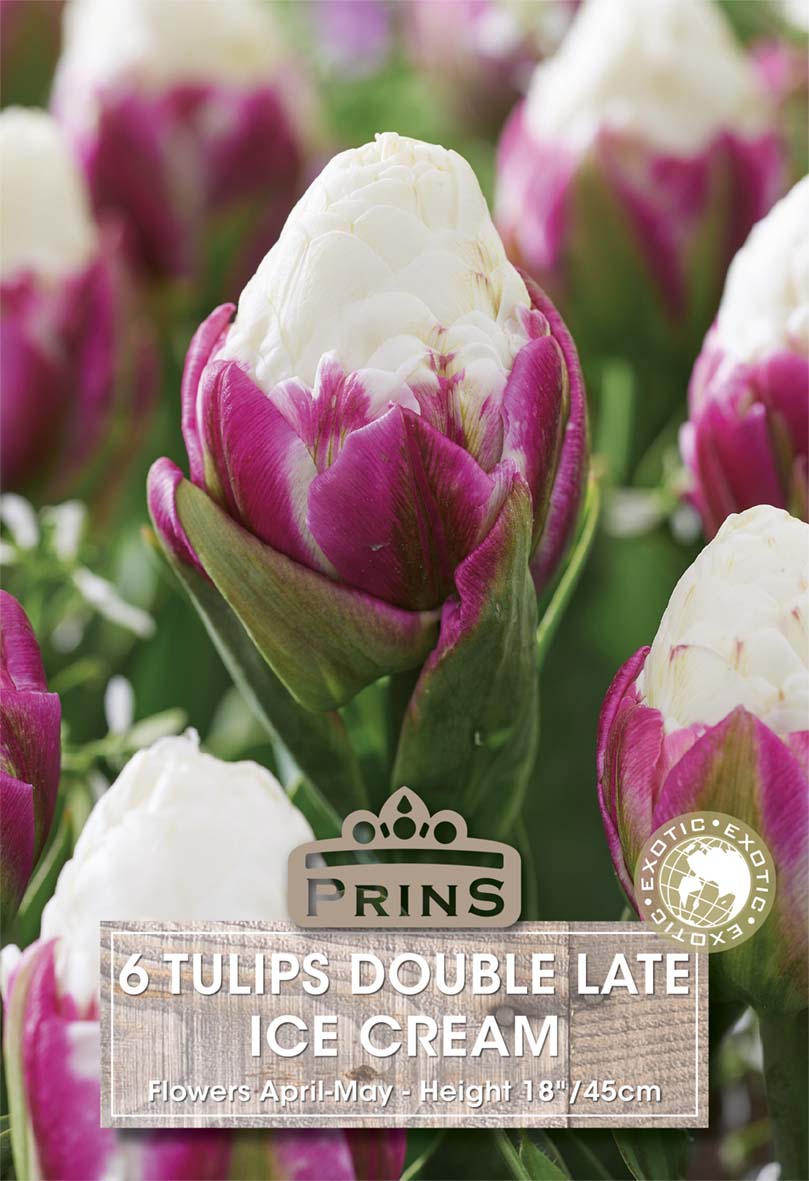 Bouquet of tulips labeled 'Prins' with a focus on 'Double Late Ice Cream' variety.
