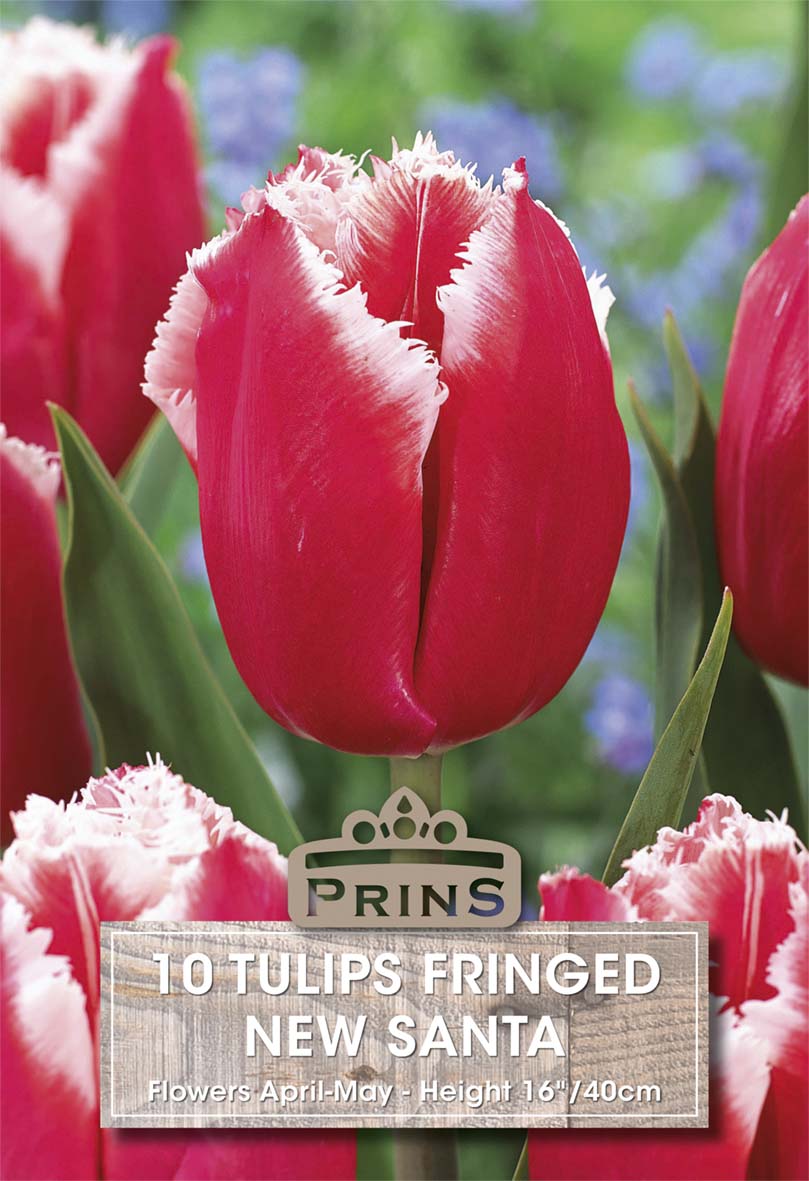 Red fringed tulips with a Prins label in a garden setting