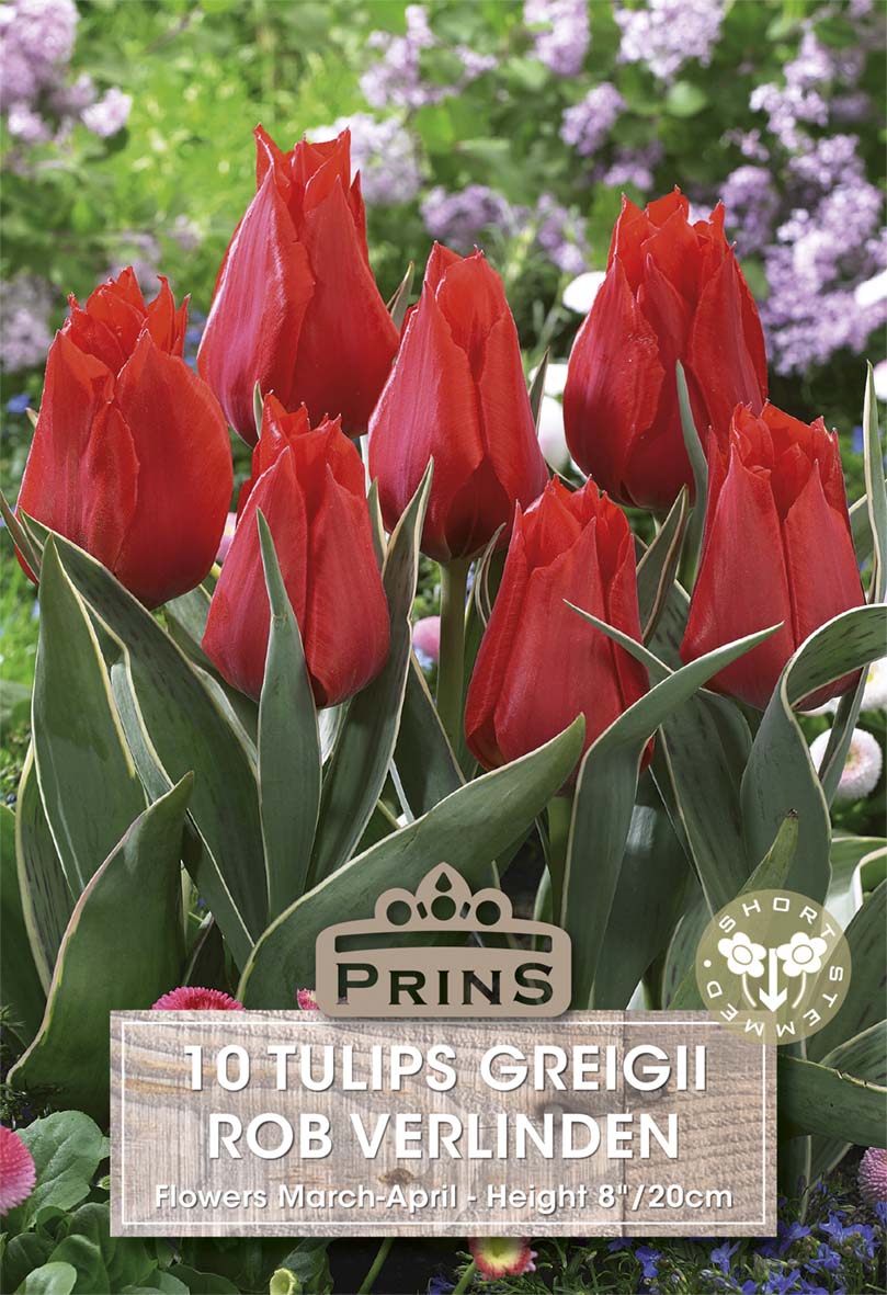 Red tulips with a Prins label in a garden setting