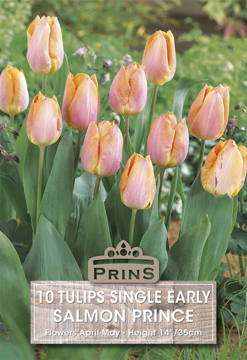 Pink tulips with a Prins label in a garden setting