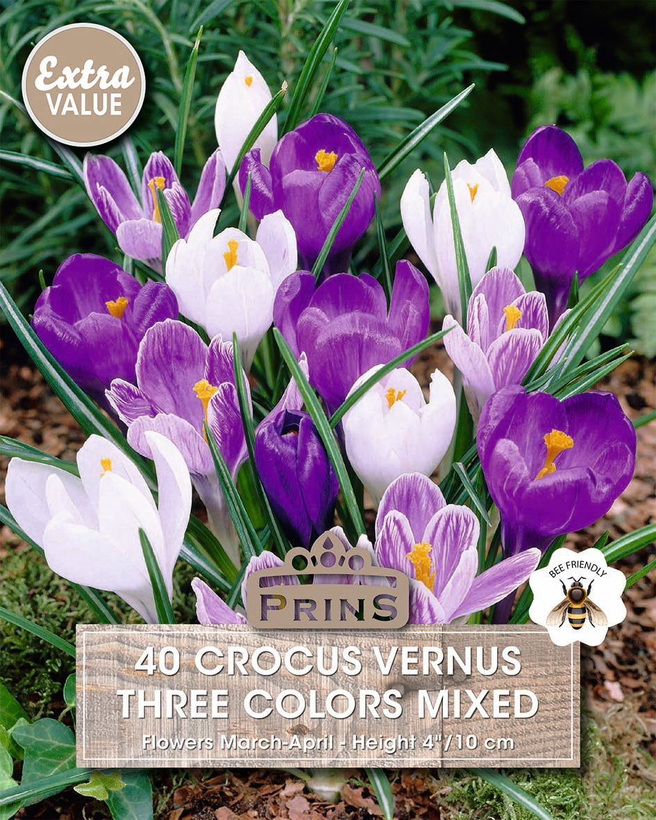 Bunch of purple and white crocus flowers with 'Prins' branding on a green background